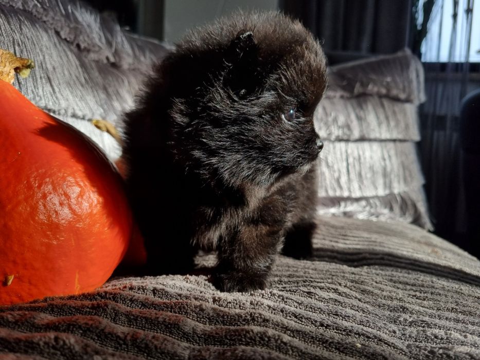 Typ Misia Pomeranian BLACK szpic miniaturowy. Typ misia gęste umaszcze