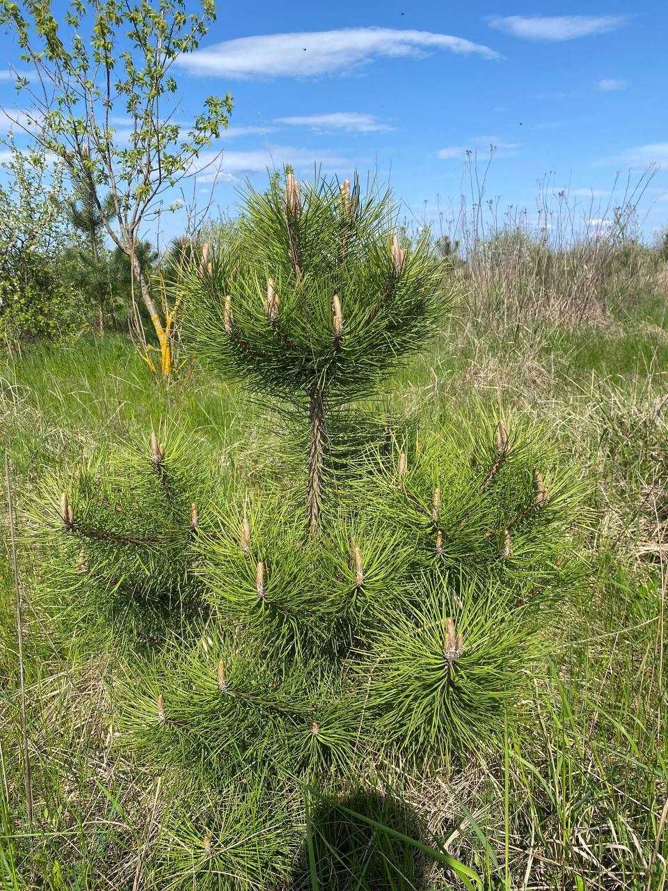 Сосна кримська , сосна крымская , pinus nigra.