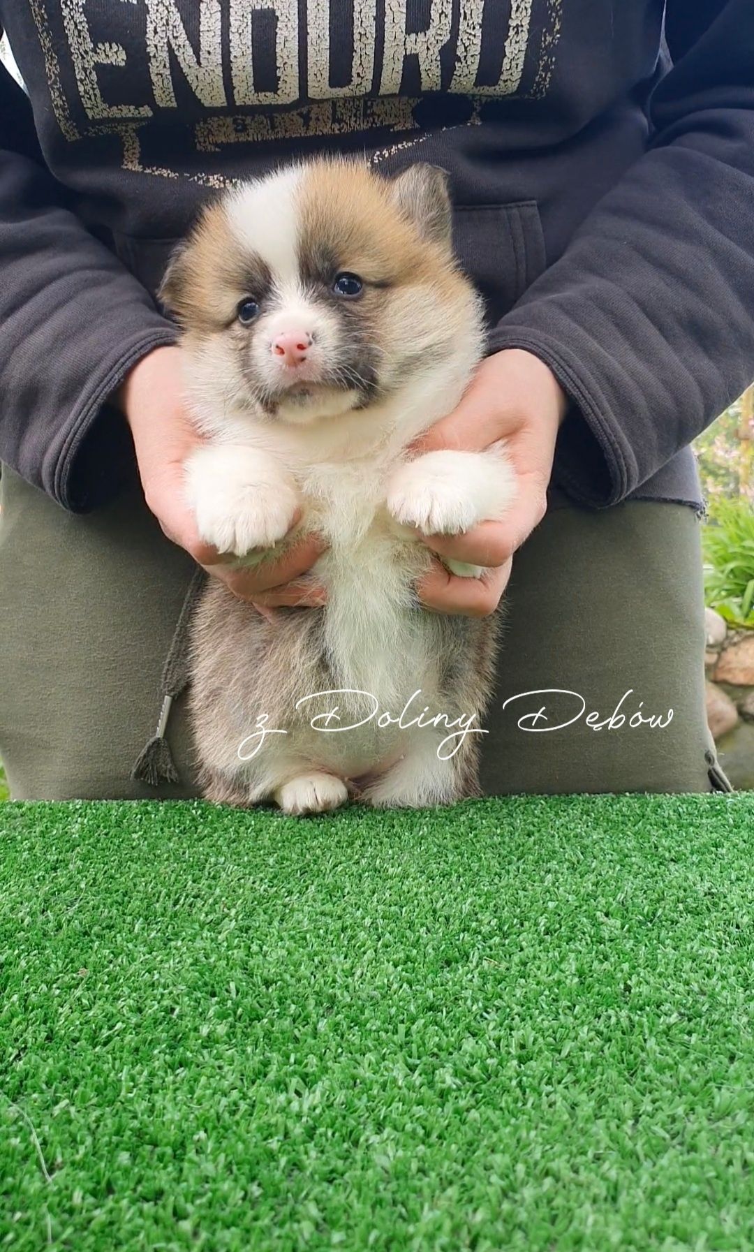 Welsh Corgi Pembroke (FCI)