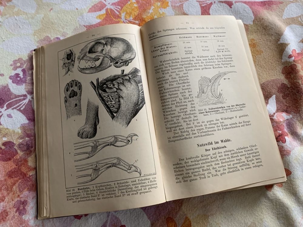 Natura ilustrowana Niemiecki 1910