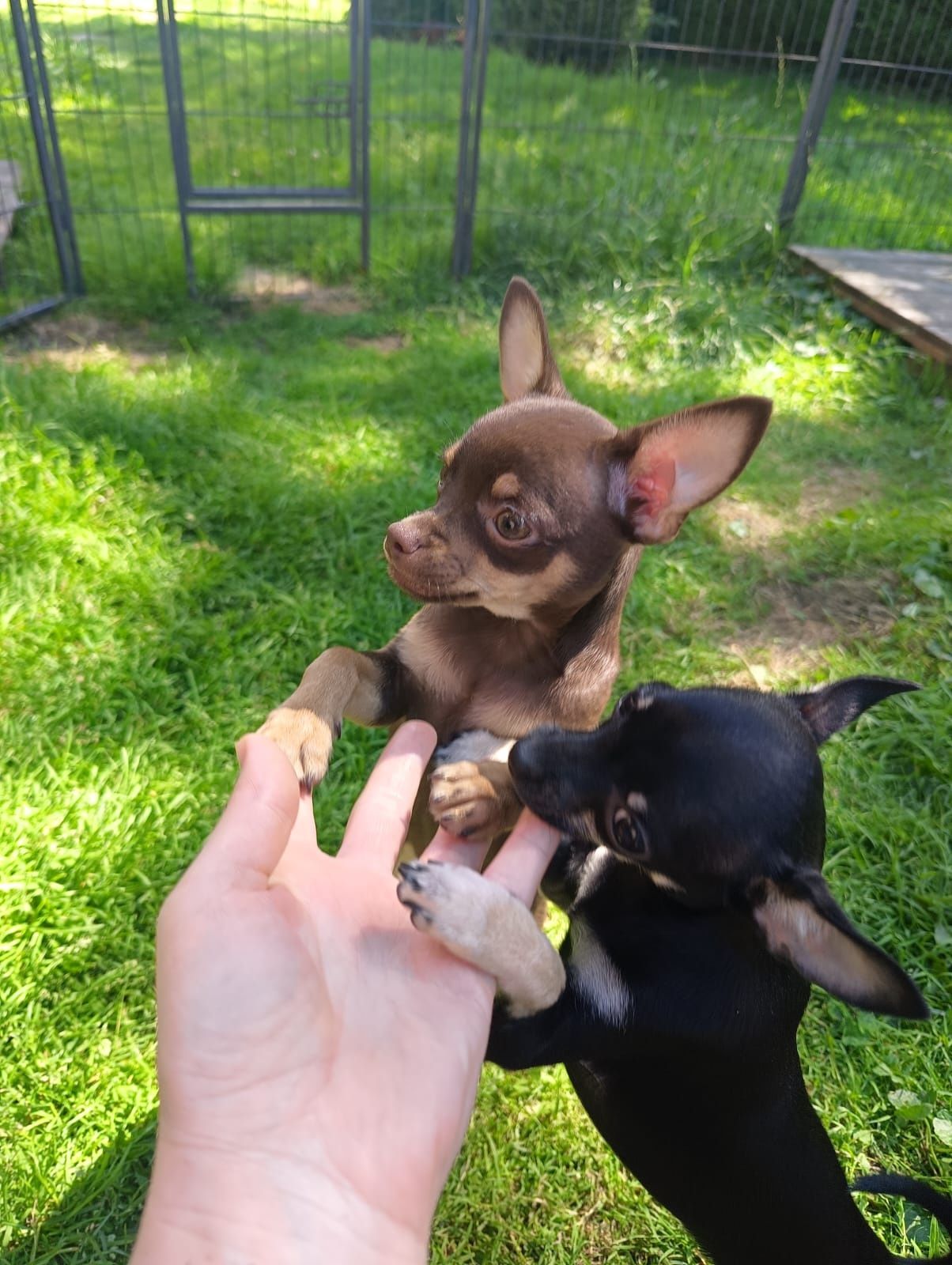 Chihuahua czekoladowy chłopczyk***