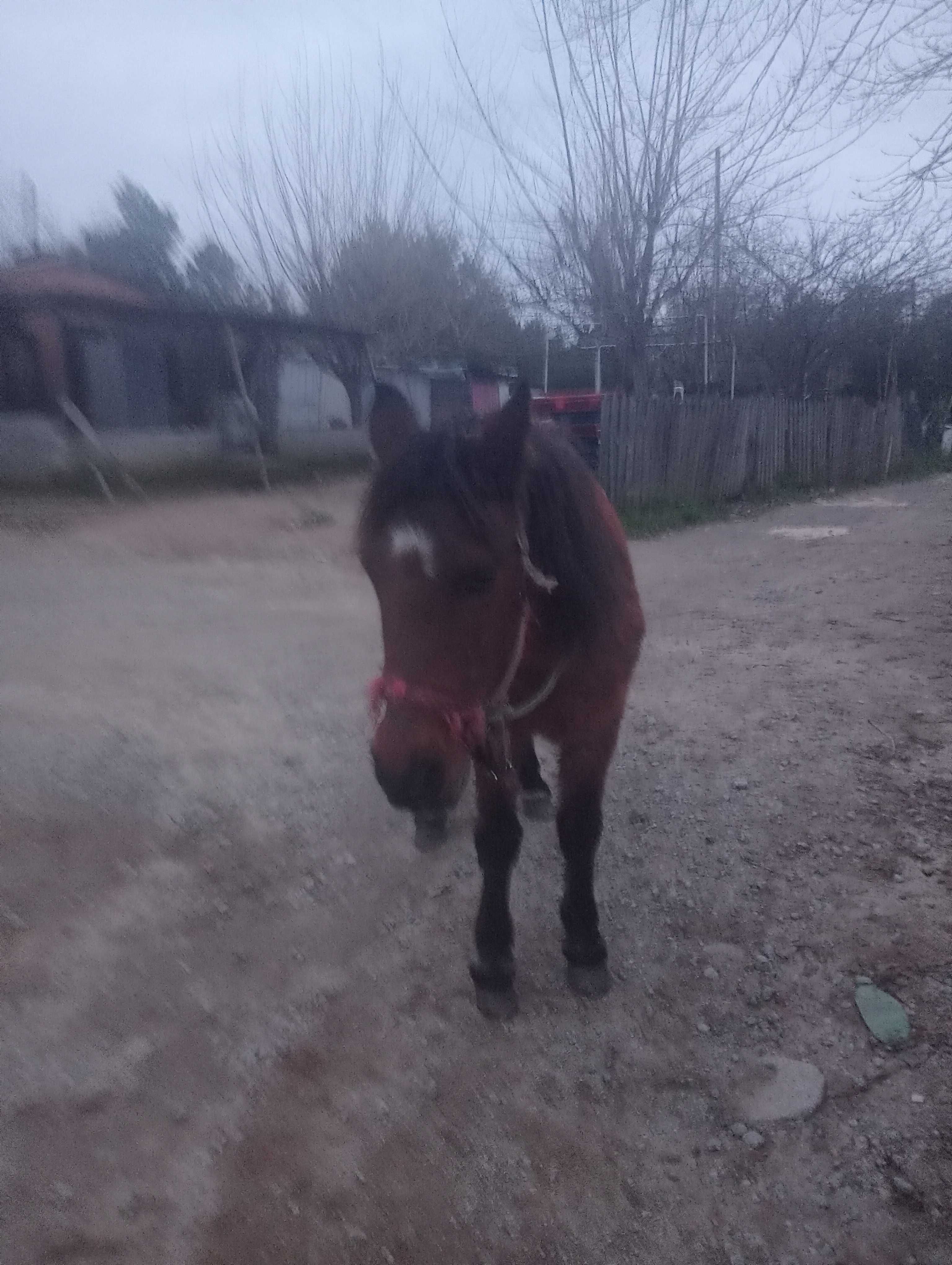 Cavalo garrano manso