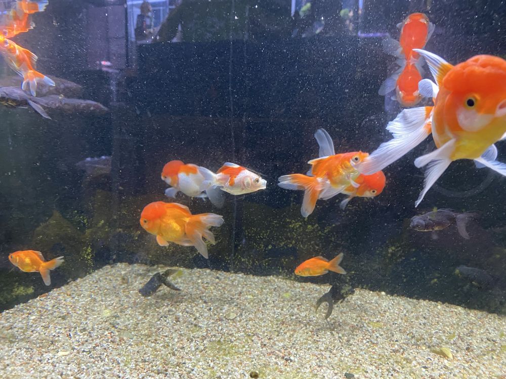 Welony Oranda, oraz teleskop, zimnowodne, do oczek wodnych i akwarium