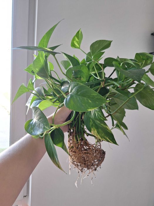 Ukorzenione szczepki Epipremnum aureum