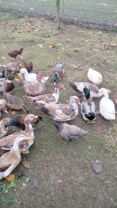 Kaczory Francuskie, piżmowe