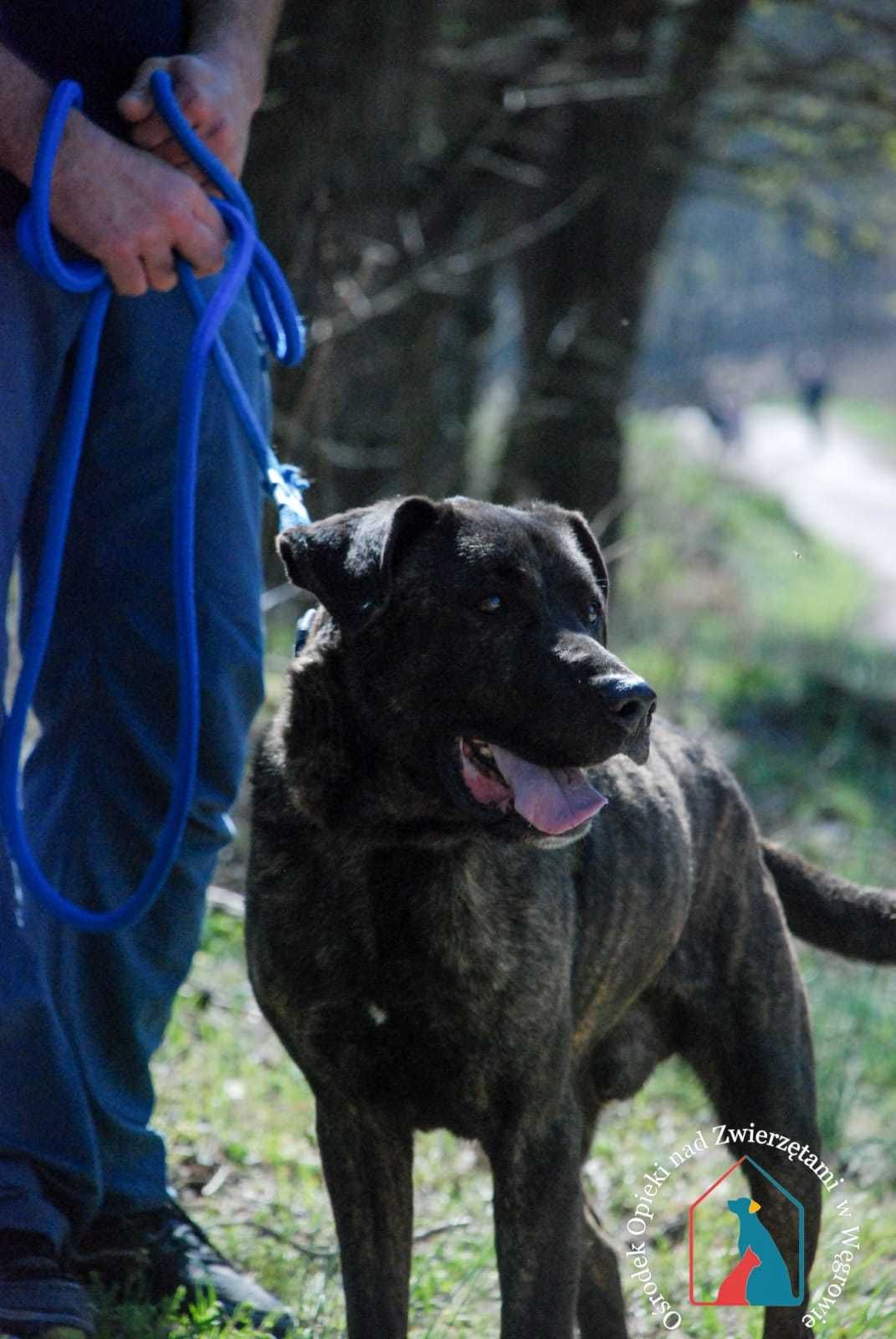 Roni-fajny, przyjazny  psiak szuka domu!