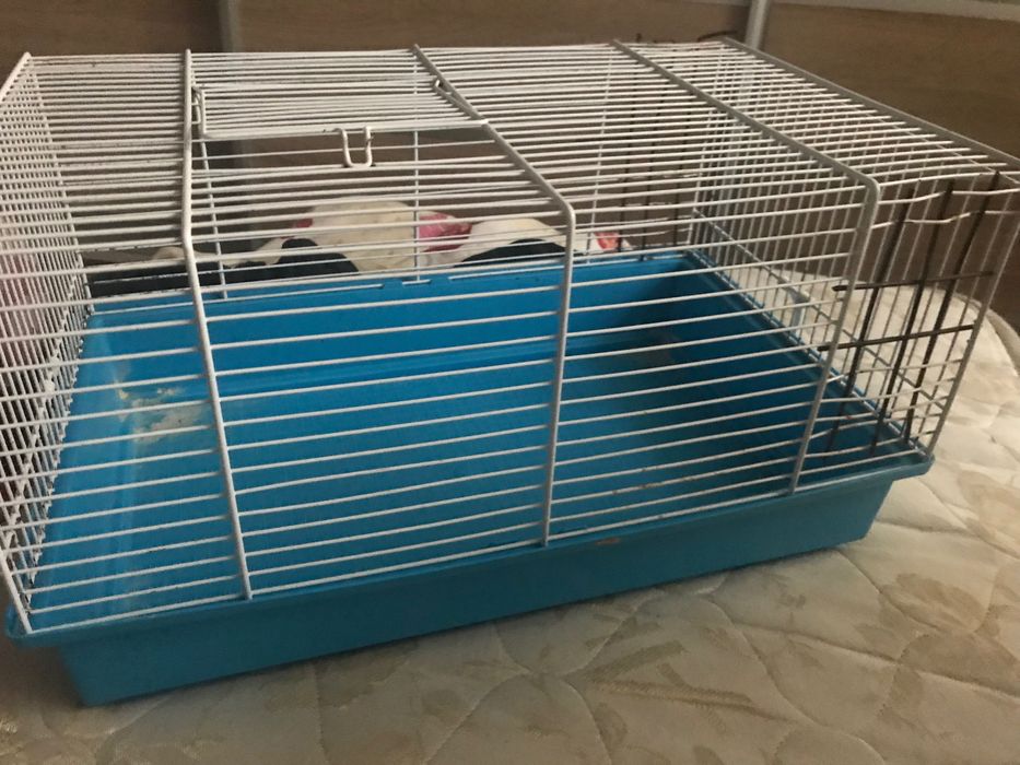 Клітка для гризунів