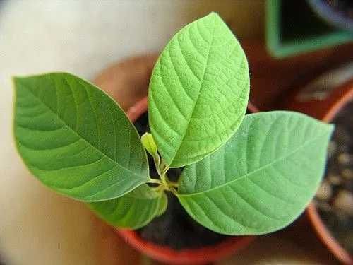 varias plantas novas em vaso