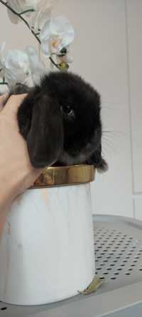 Mini Lop królik gotowe do odbioru