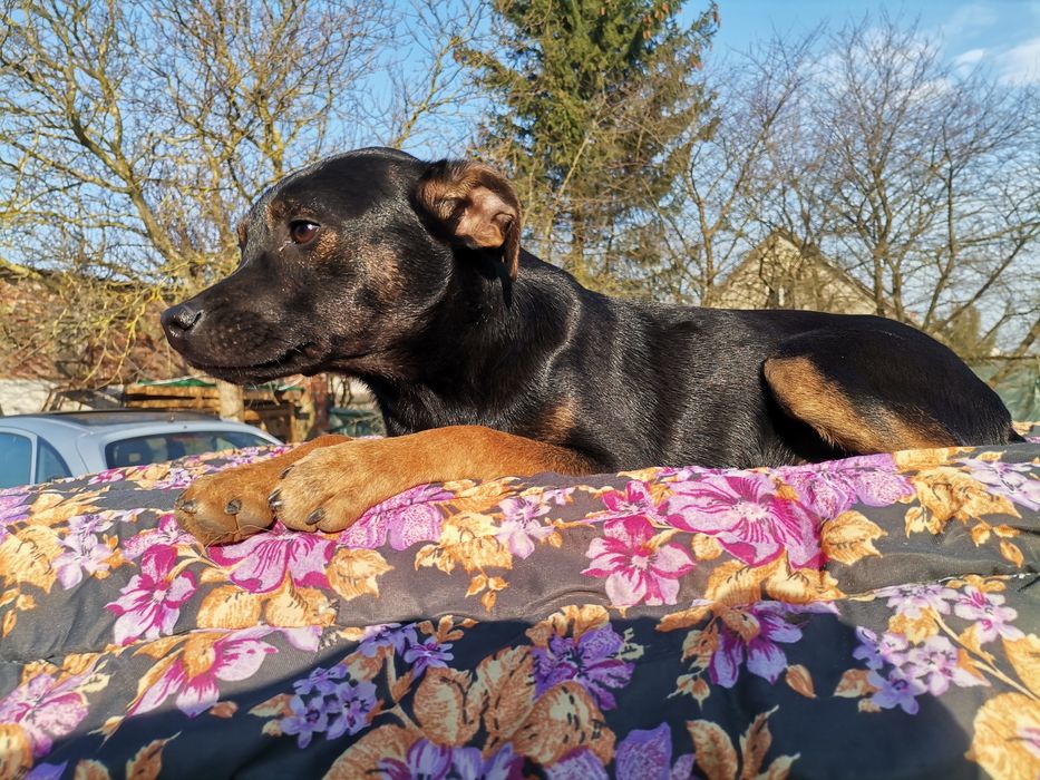 Bolek 6 miesięczny szuka domu