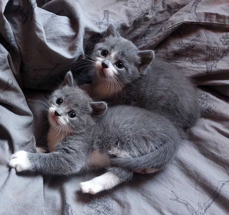 Отдам котят в хорошие руки