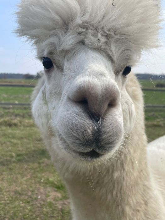 Alpaka  Huacaya Samiec