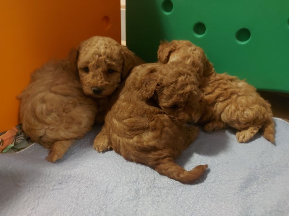 Pudel pudelek suczka z wyprawką i badaniami genetycznymi od 6 .12.