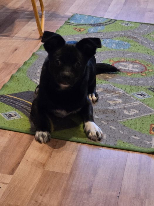 Oddam pieska za darmo