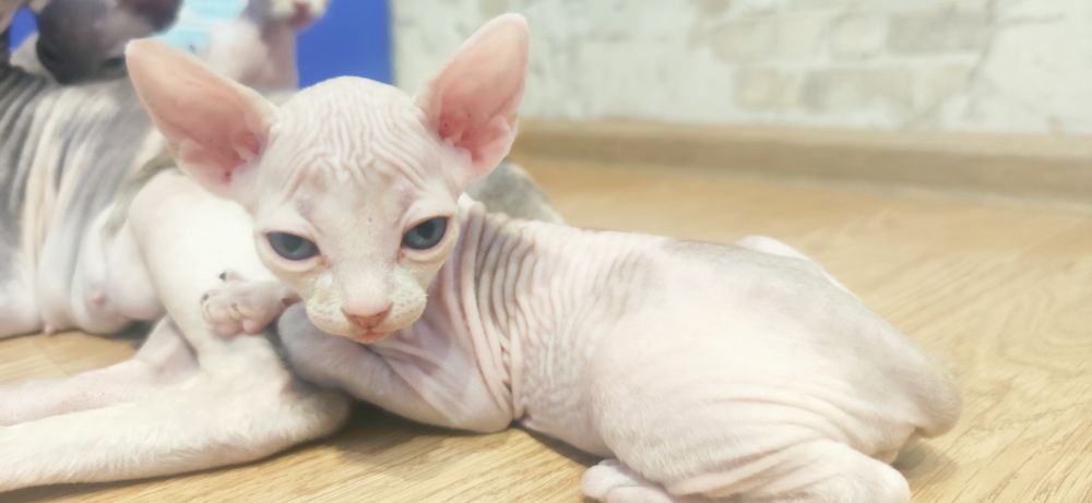 Котята канадского сфинкса