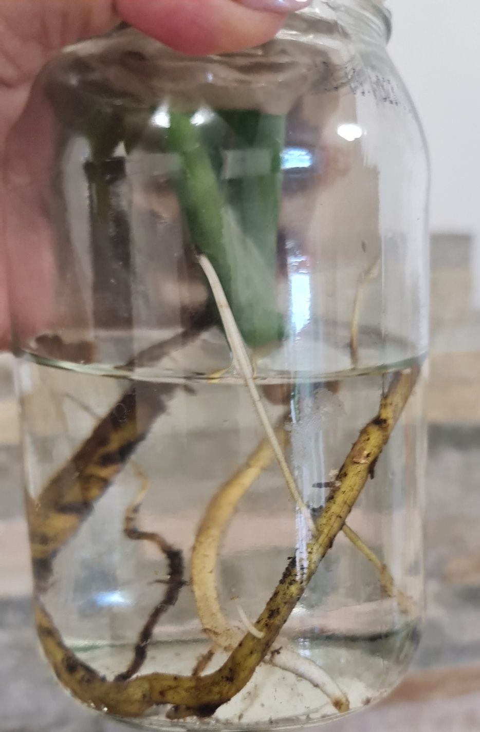 Epipremnum Giganteum marble var,5liści