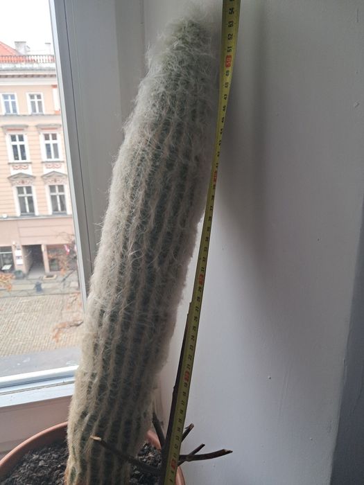 Espostoa kaktus ładny