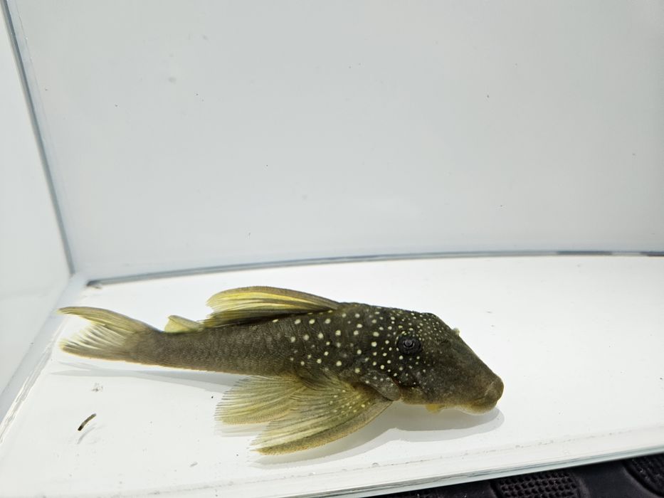 Glonojad L200 zapraszamy