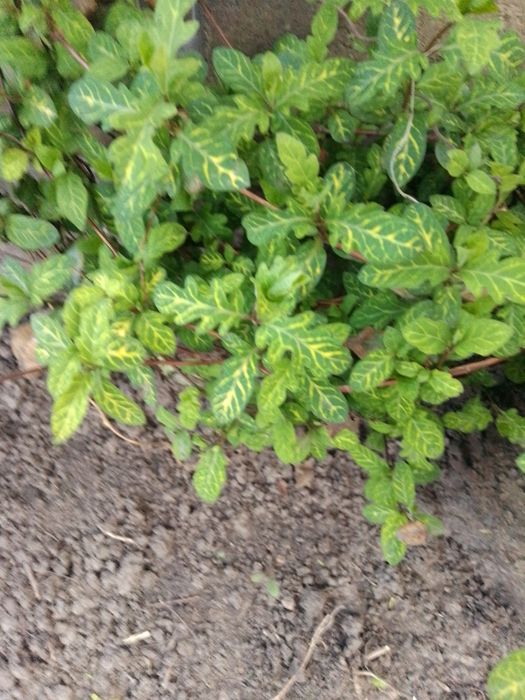 Продам саженцны самшита и японской жимолости вариагата