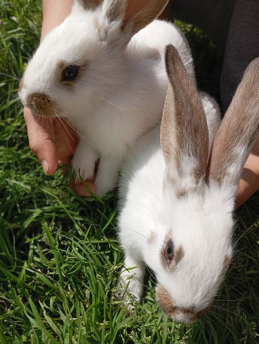 Двух місячні кролі