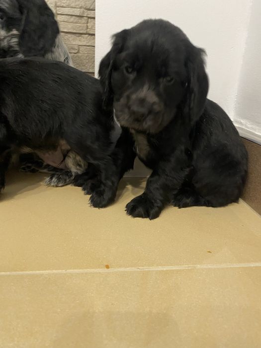 Piękny szczeniaczek cocker spaniel angielski