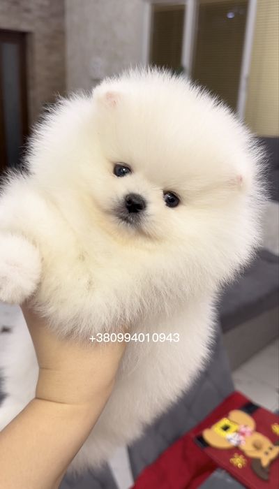 Ексклюзивні VIP цуценята. SUPER VIP mini білі померанські шпіци