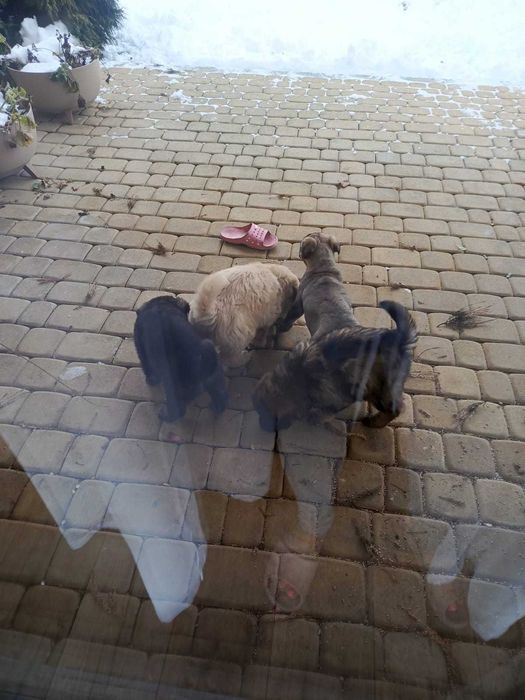 Oddam wesołe szczeniaczki