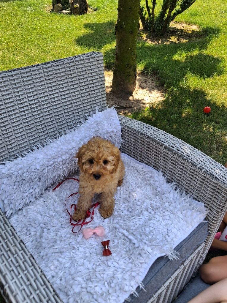 Śliczna suczka Cavapoo