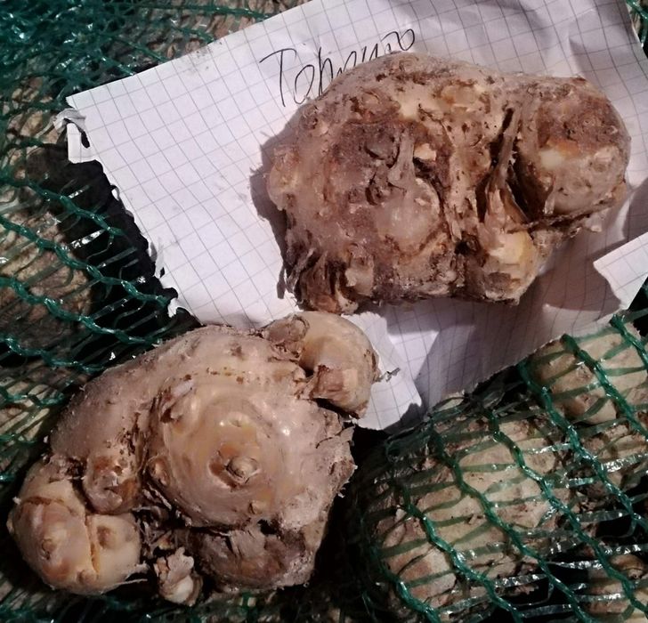 ЇїКали каллы клубні