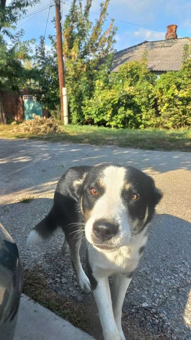 Пропала собака холодная гора