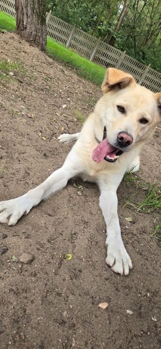 Piesek Max -   akita szuka domku