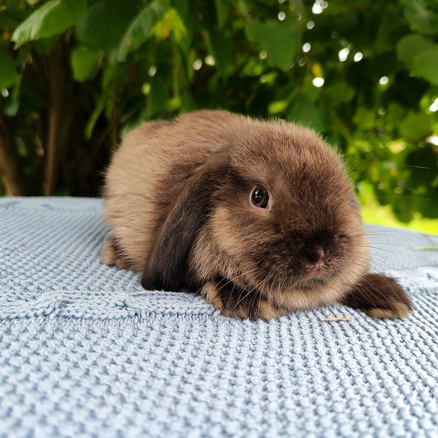 Mini lop metryka rasowy legalna hodowla miniaturka baranek