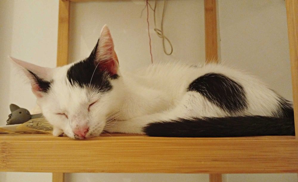 Słodki kotek Marianek do adopcji