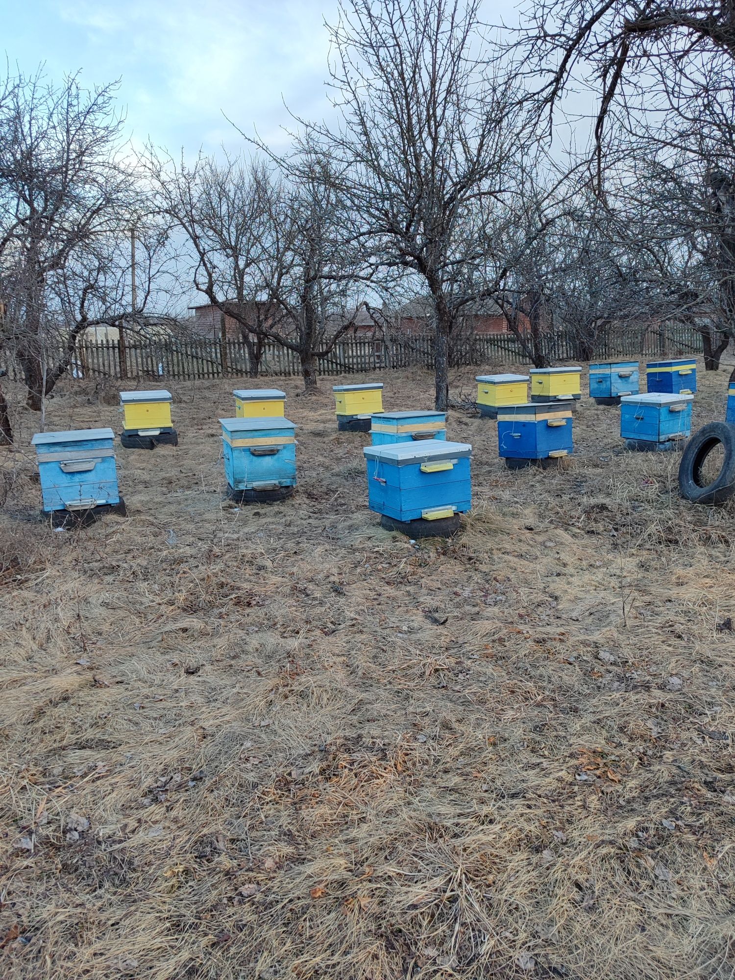 Продам бджолосім'ї