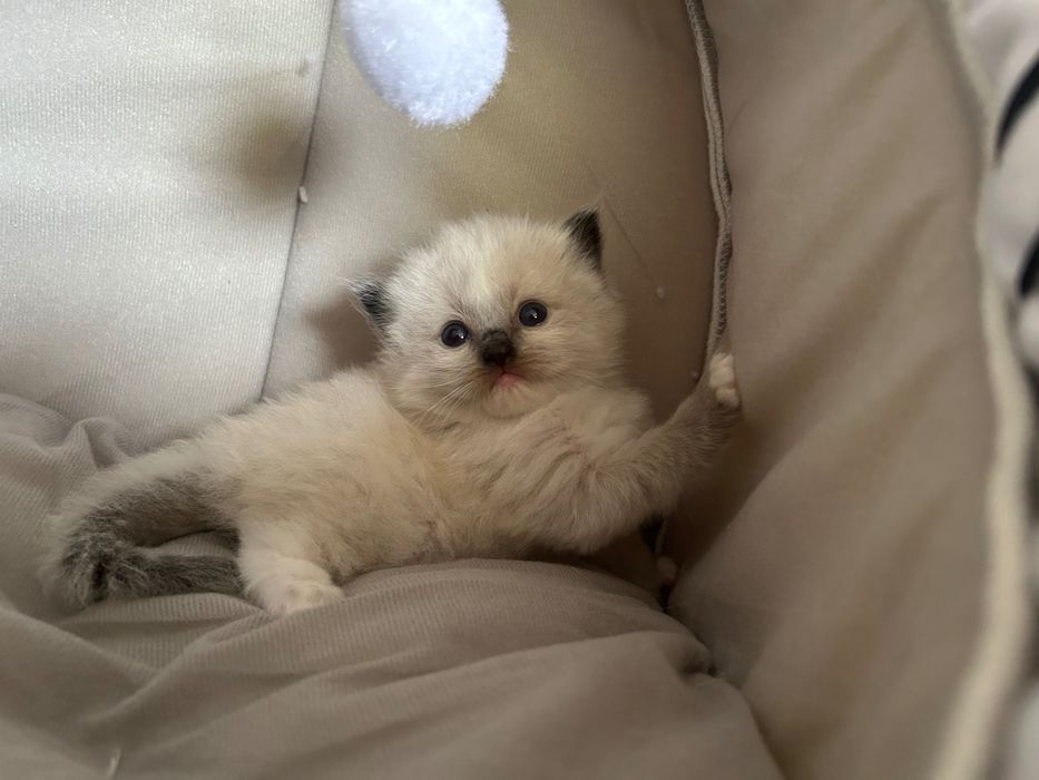 Ragdoll kocurek Archi