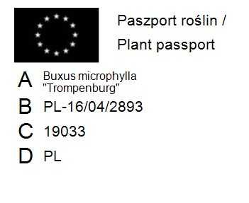 Bukszpan drobnolistny 'Trompenburg' Buxus 033