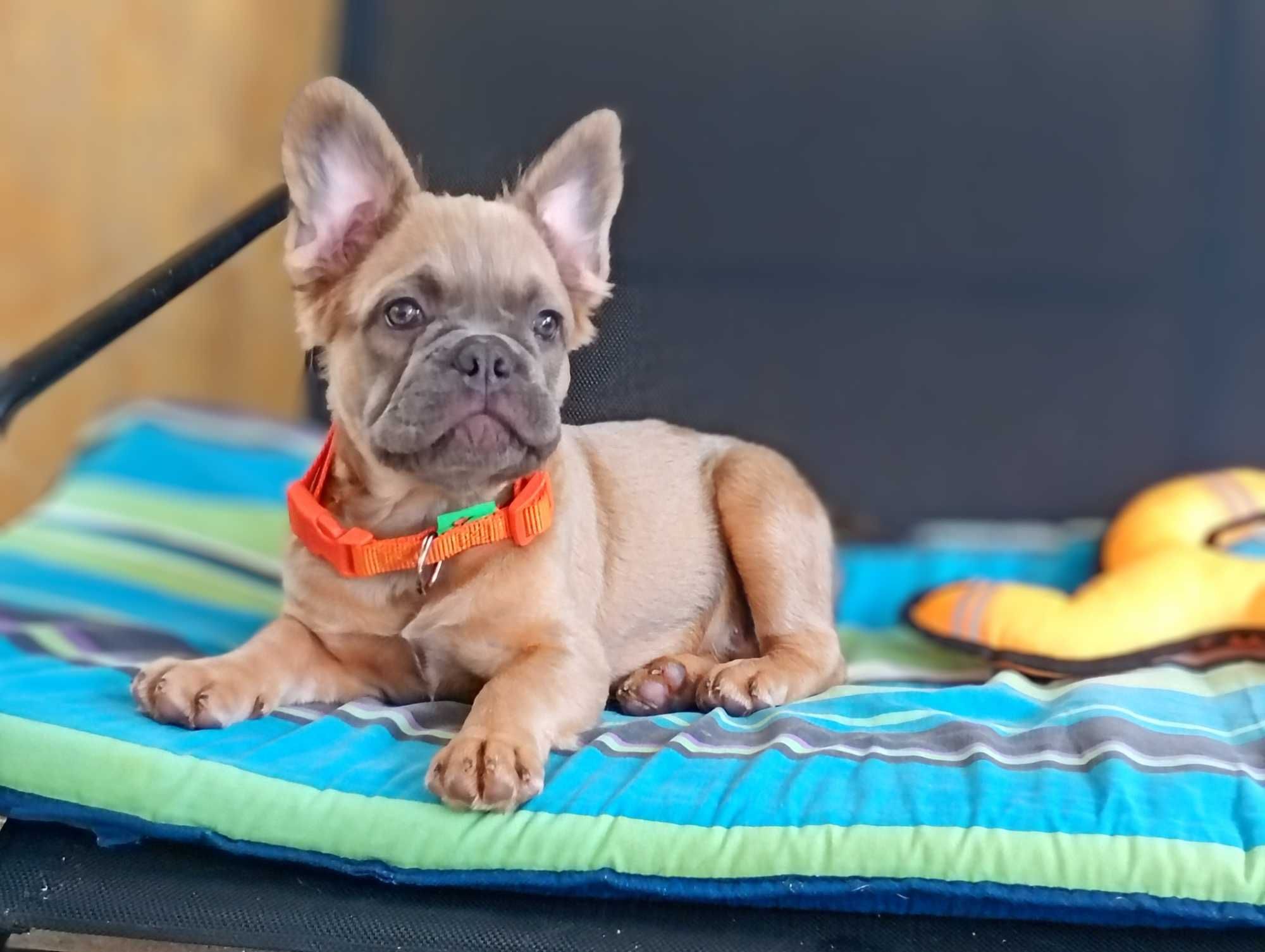 French Bulldog flaffi maco