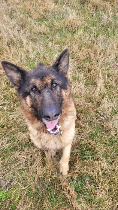 Młody, łagodny owczarek Tadek pilnie szuka domu