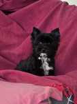 Suczka black Yorkshire Terrier