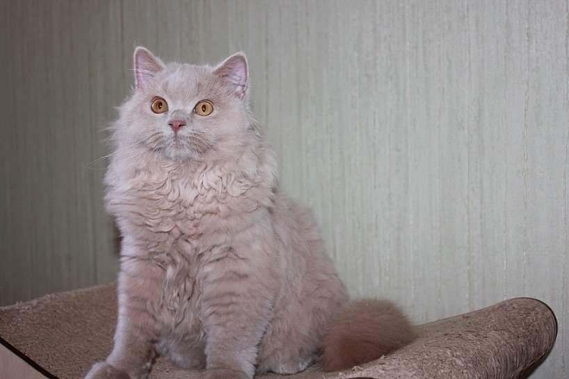 Котик шоколадный тикированный, "беби фейс" котята британские Киев
