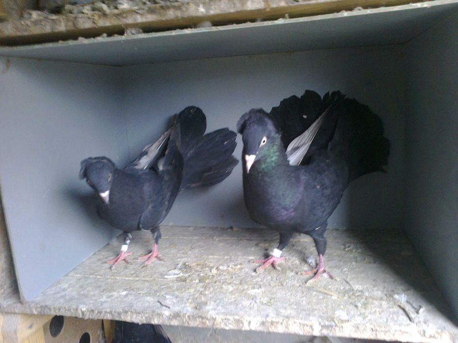 sokoły gdańskie-wysokolotne