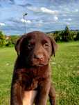 Labrador retriever