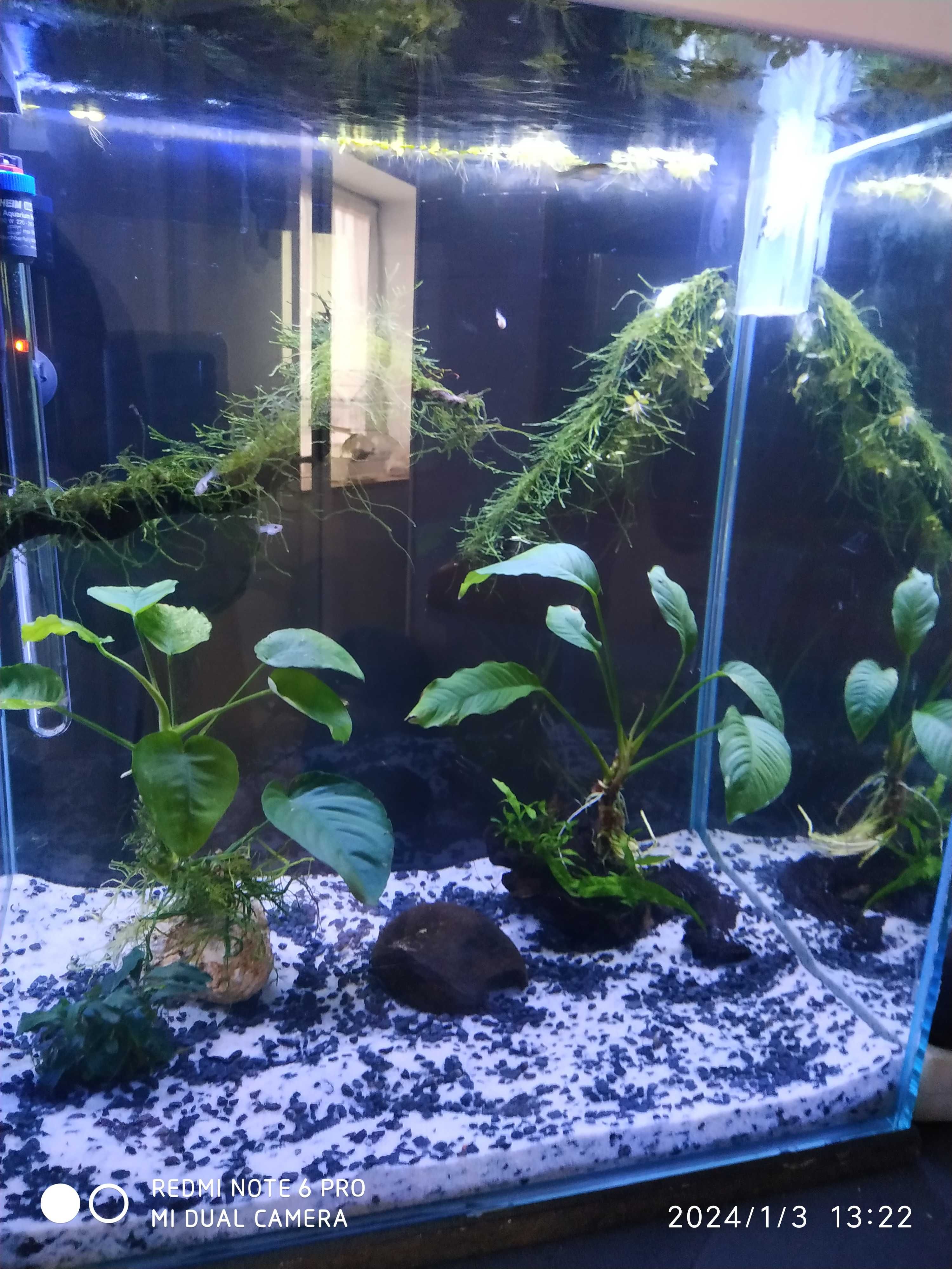 Vendo/troco casal ancistrus red, hypancistrus L066.plantas, aquário