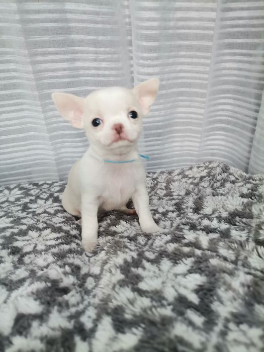 Chihuahua krótkowłosy