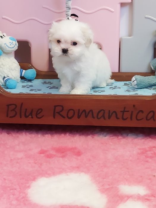 Shih tzu piękny biały piesek