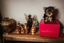 York Yorkshire terrier mini teacup paszport chip