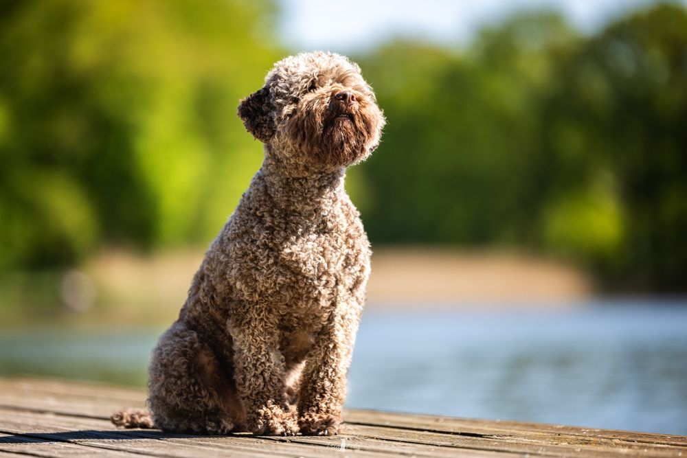 Hodowla STEPS OF CHAOS FCI Lagotto Romagnolo