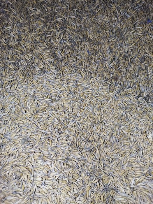 Zboże owies paszowy