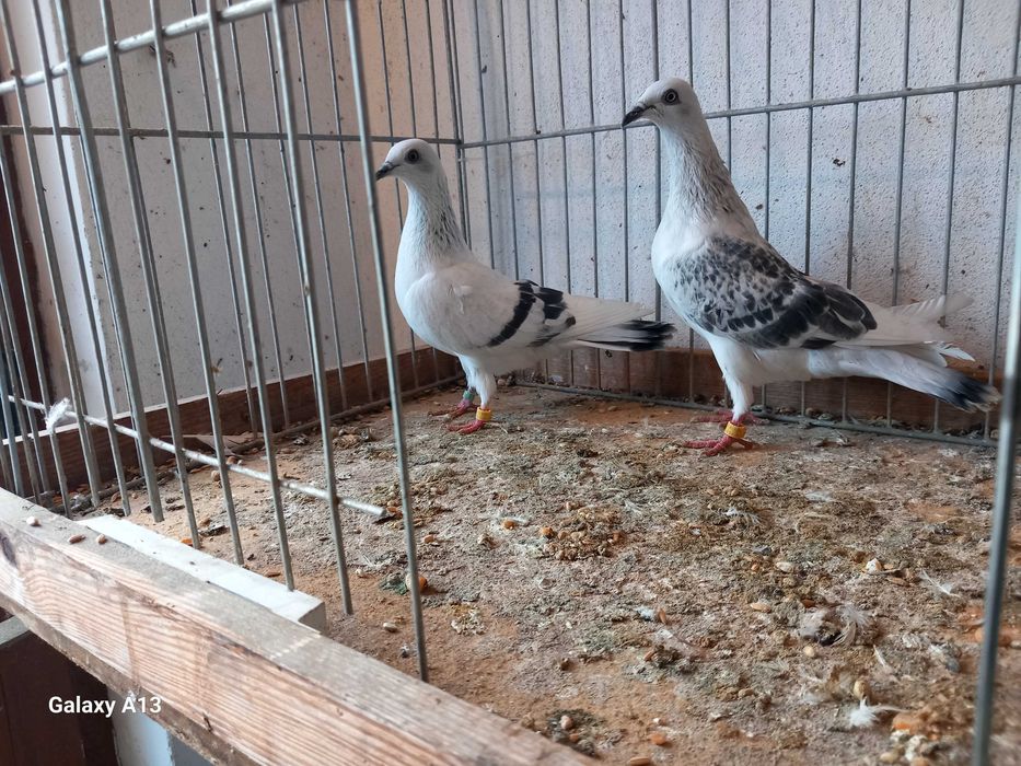 Jasny pasiak, jasny karpiak