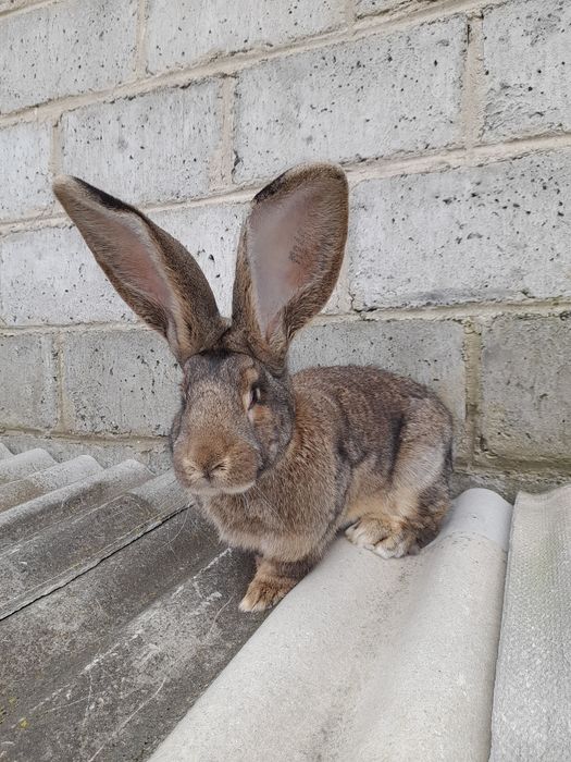 Sprzedam młodą samice belga